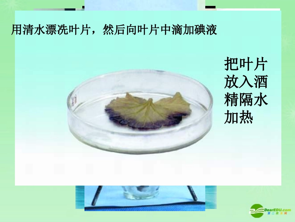 七年级生物上册_绿叶在光下制造有机物课件_新人教版_第2页