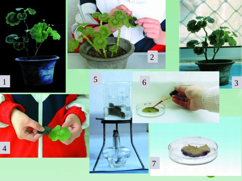 七年级生物上册_绿叶在光下制造有机物课件_新人教版_第3页