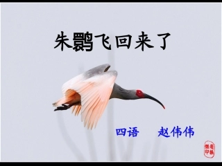 朱鹮飞回来了