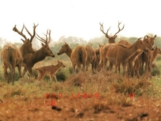 麋鹿课件——钟兰慧