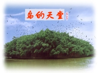《鸟的天堂》参考课件