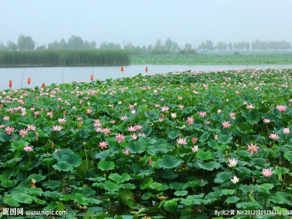 《荷叶圆圆》课件_第1页
