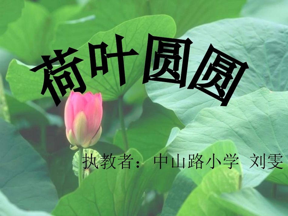 《荷叶圆圆》课件_第2页