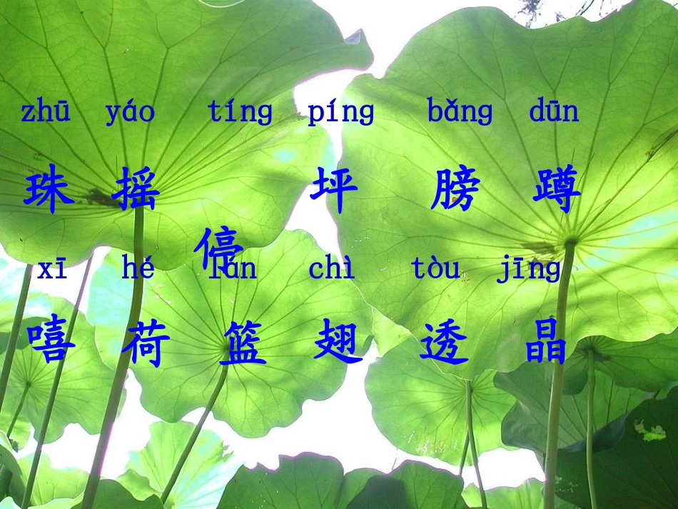 《荷叶圆圆》课件_第3页
