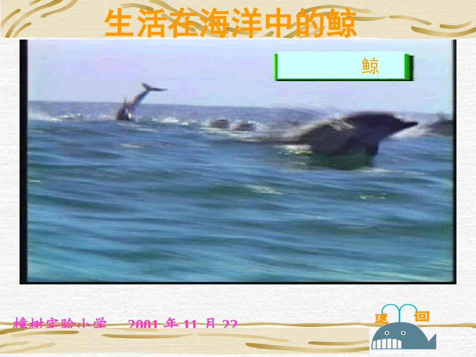 《鲸》PPT课件_第3页