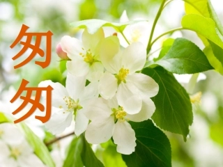 《匆匆》课件