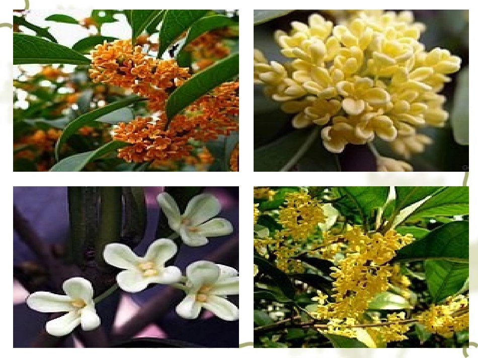 五，《桂花雨》_第3页