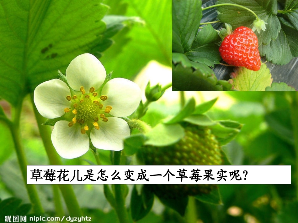 第三节开花和结果_第1页