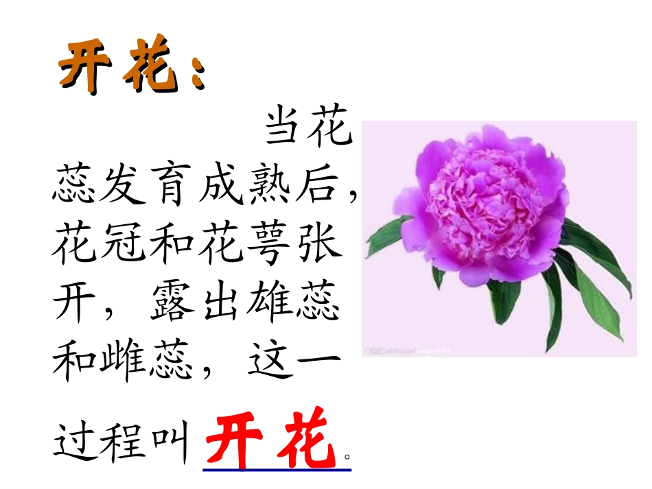 第三节开花和结果_第3页