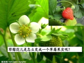 第三节开花和结果