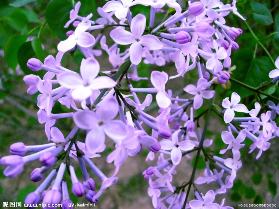 一株紫丁香课件_第2页