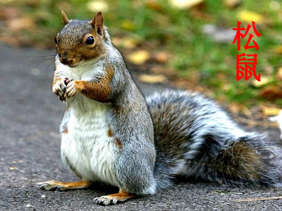 松鼠_PPT_第3页