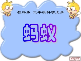 教科版三年级科学上册《蚂蚁》课件