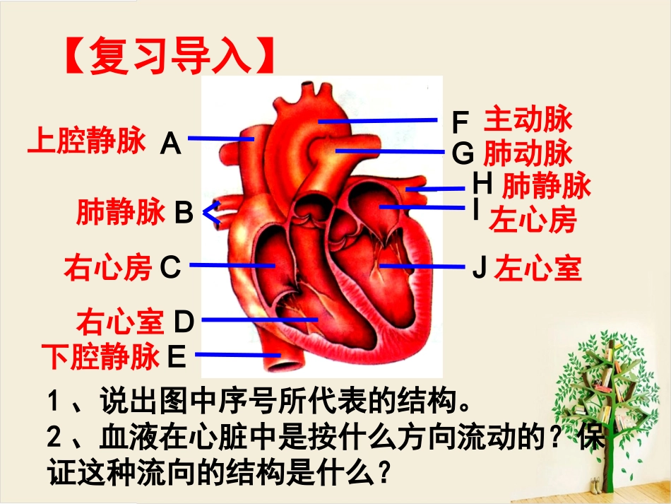 第三节输送血液的泵——心脏-(4)_第1页