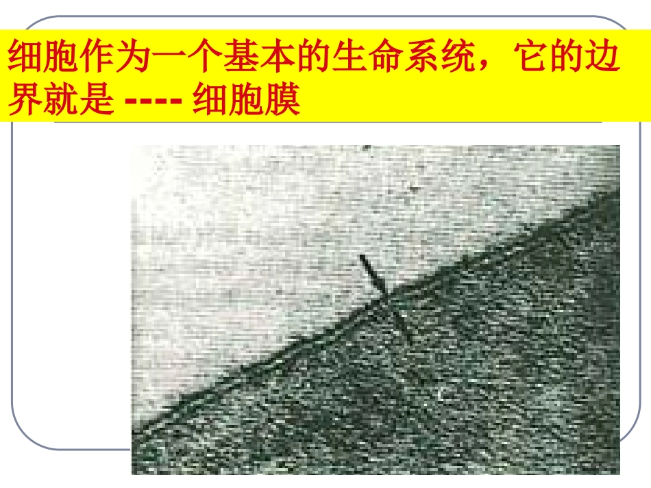 细胞膜和细胞壁_第3页