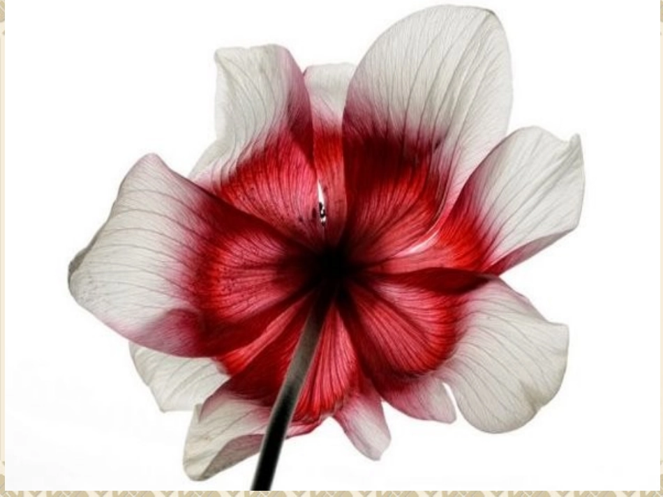 《色彩的明与暗》课件2_第2页