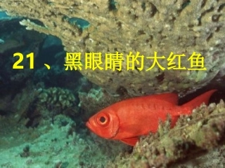 黑眼睛的大红鱼