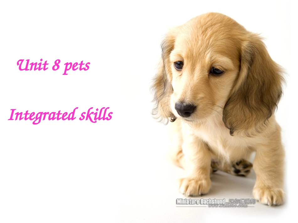 7BUnit8petsIntegratedskills课件(共28张PPT)_第1页