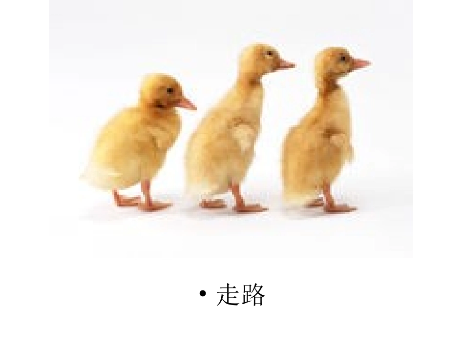 9.中班语言活动：《池塘里的鸭子》_第3页