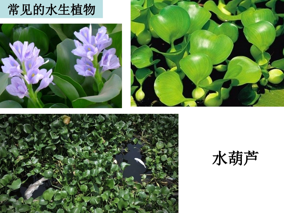 三上一4观察水生植物夏维_第3页