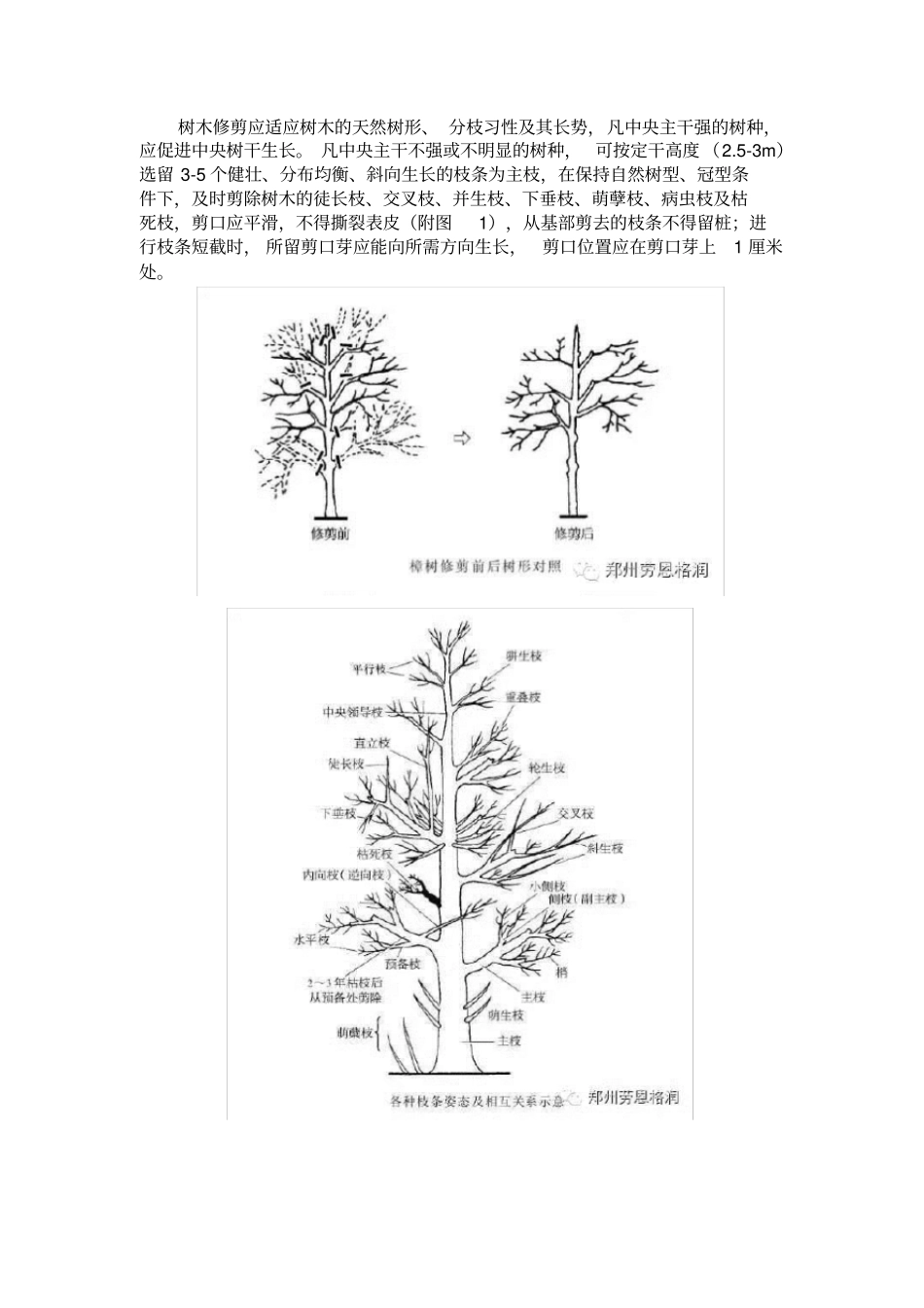 乔木养护管理_第2页