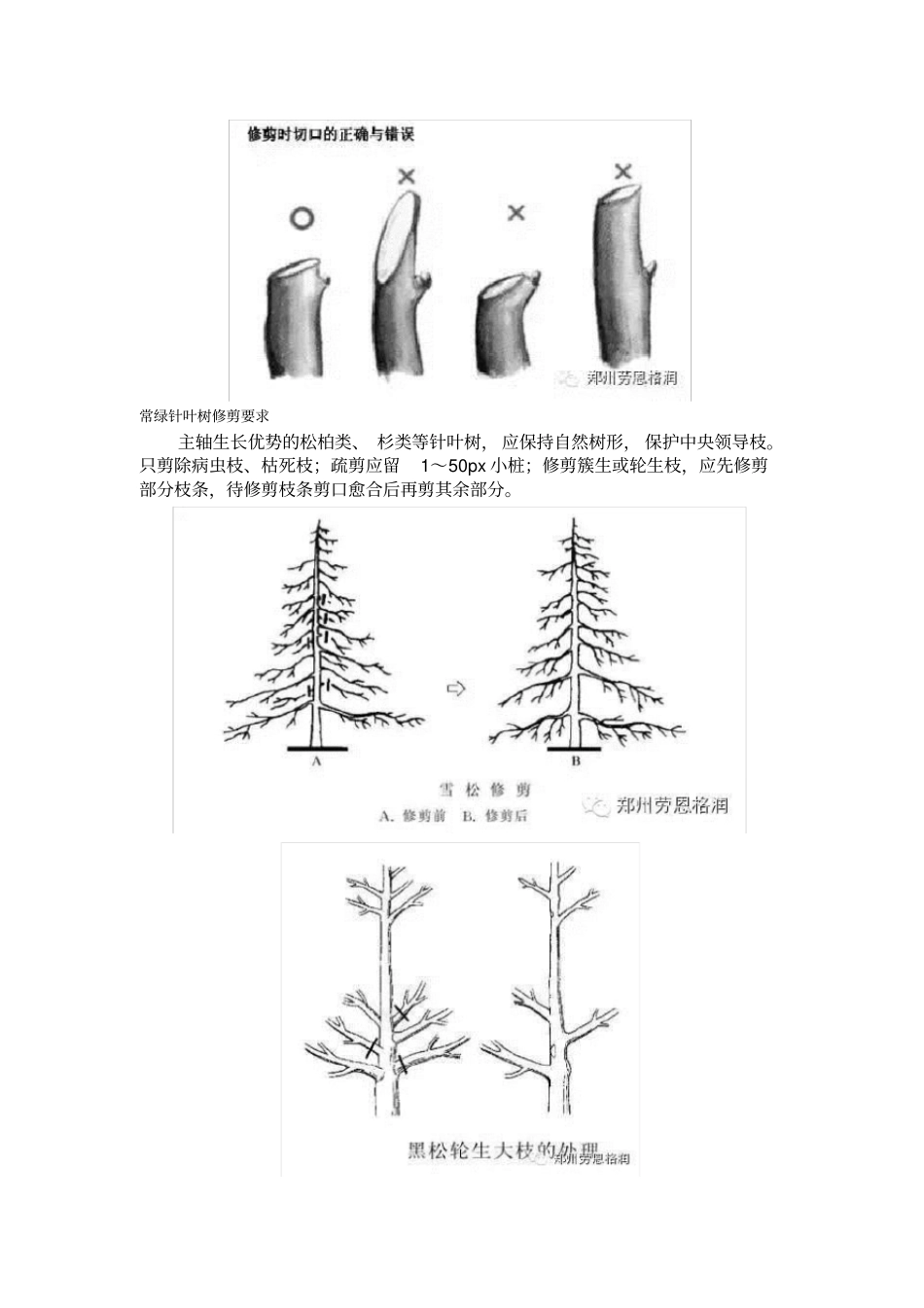 乔木养护管理_第3页