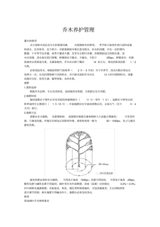 乔木养护管理