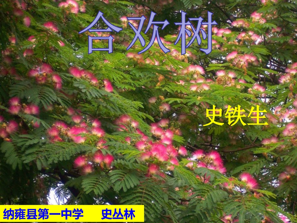 《合欢树》公开课课件_第2页