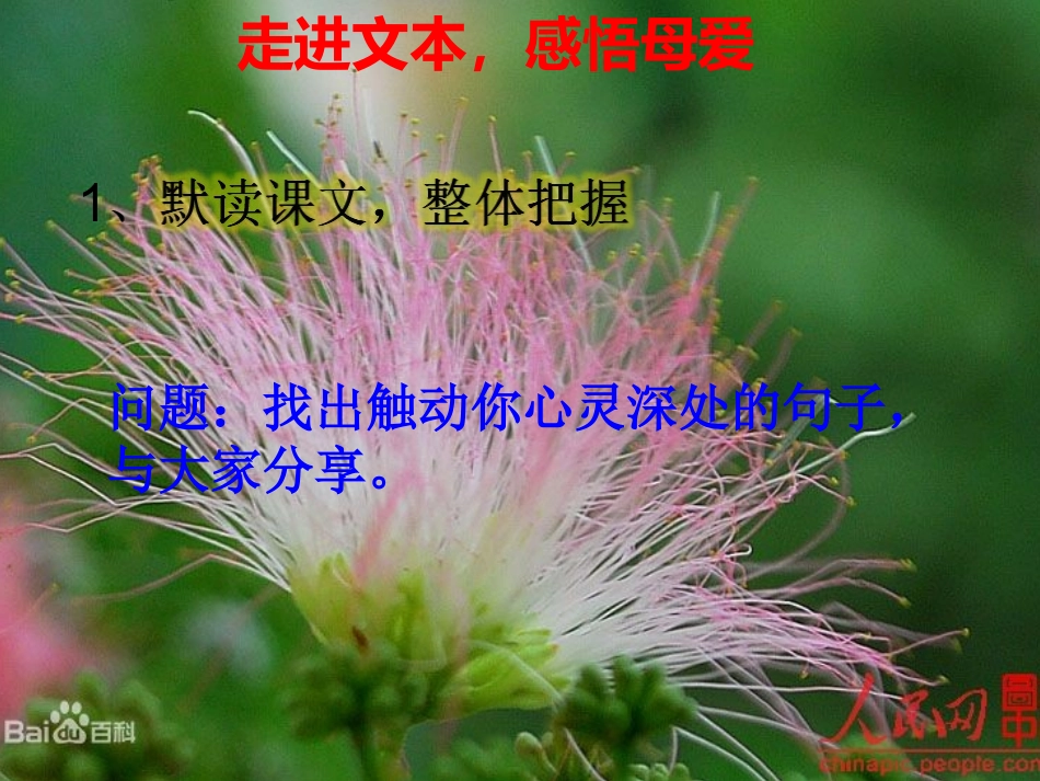 《合欢树》公开课课件_第3页