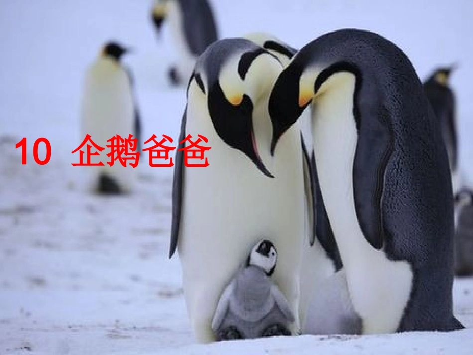 10企鹅爸爸_第1页