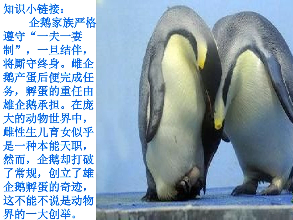 10企鹅爸爸_第2页