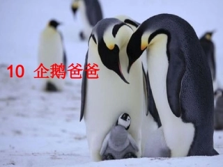 10企鹅爸爸