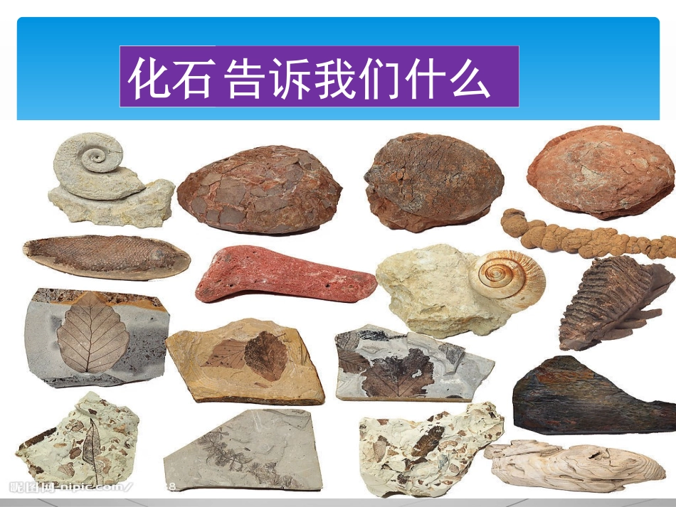 化石告诉我们_第3页