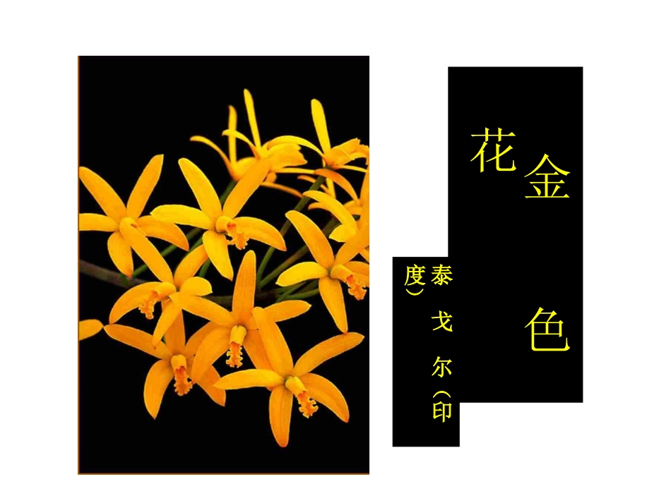 金色花.新新《金色花》教案-(1)_第2页