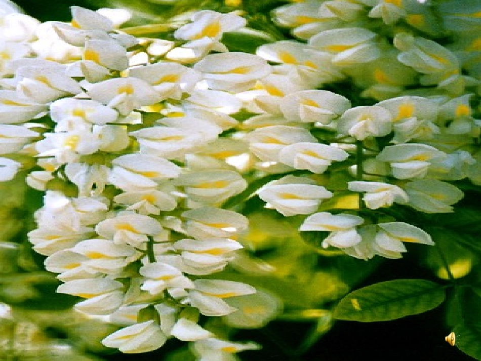 2英英学古诗_第2页