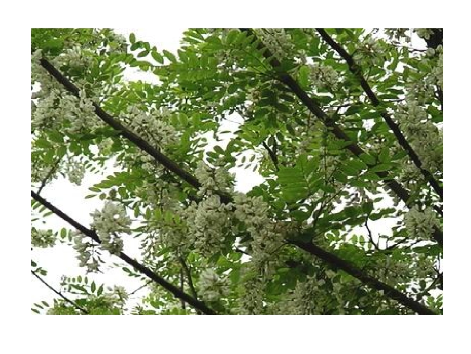 2英英学古诗_第3页