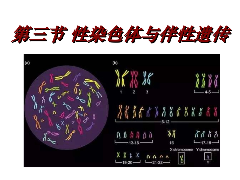 第三节性染色体与伴性遗传_第1页