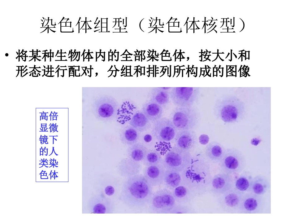 第三节性染色体与伴性遗传_第3页