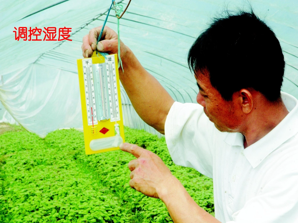 《农业的变化真大》大棚_第2页