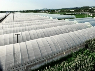 《农业的变化真大》大棚
