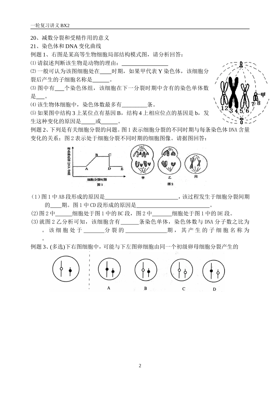 减数分裂与受精作用_第2页
