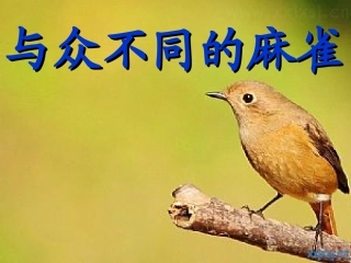与众不同的麻雀