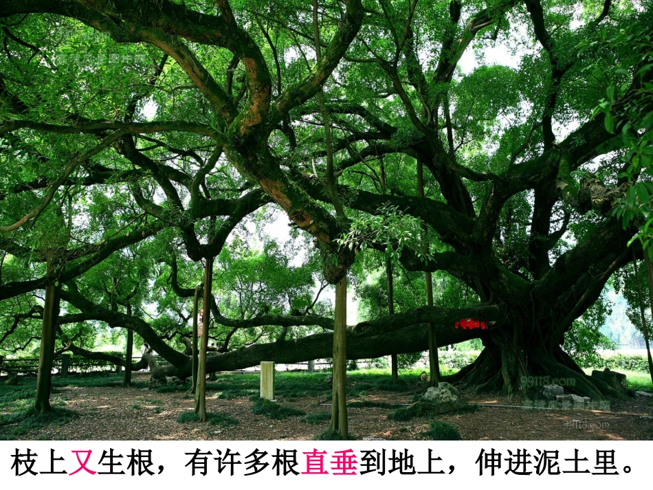 12鸟的天堂_第2页