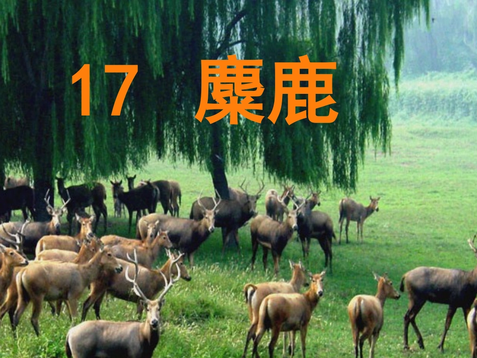 麋鹿第二课时李亚_第1页