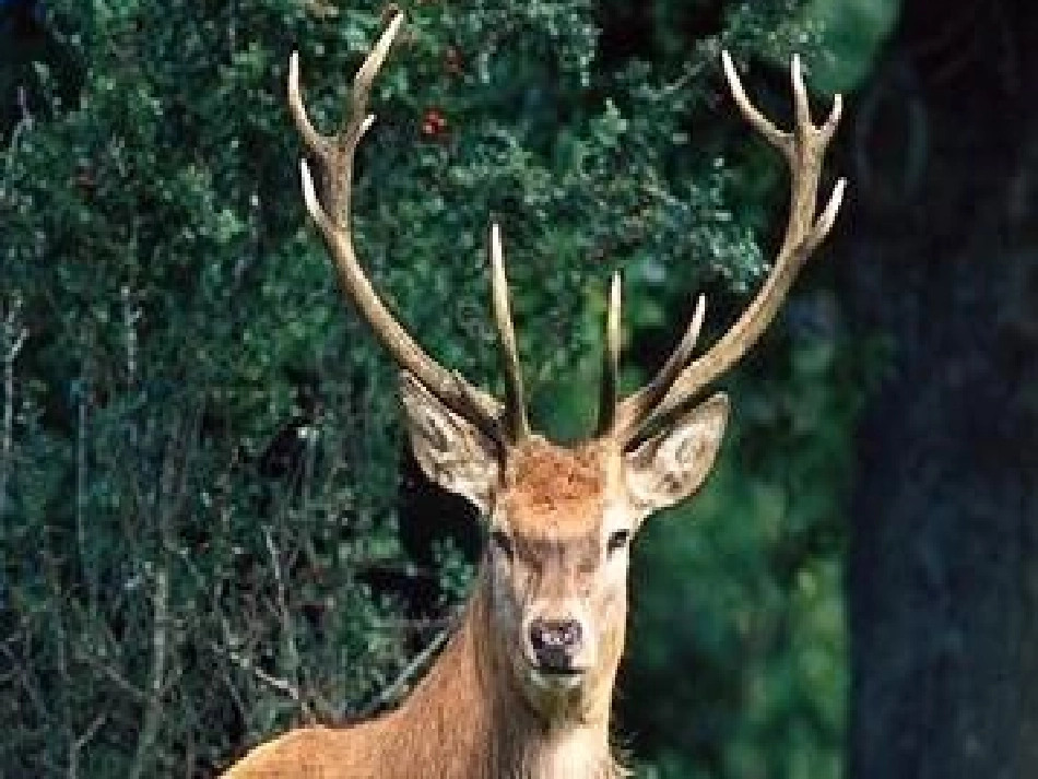 麋鹿第二课时李亚_第3页