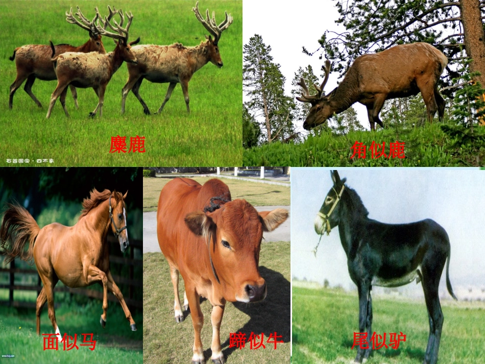 麋鹿教学课件_第3页