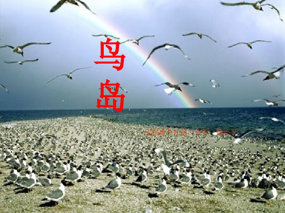 鸟岛_第一课时PPT_第1页