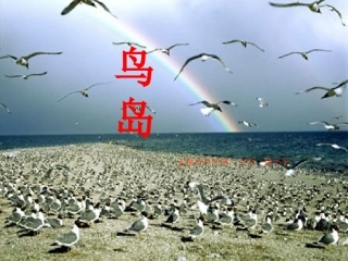 鸟岛_第一课时PPT