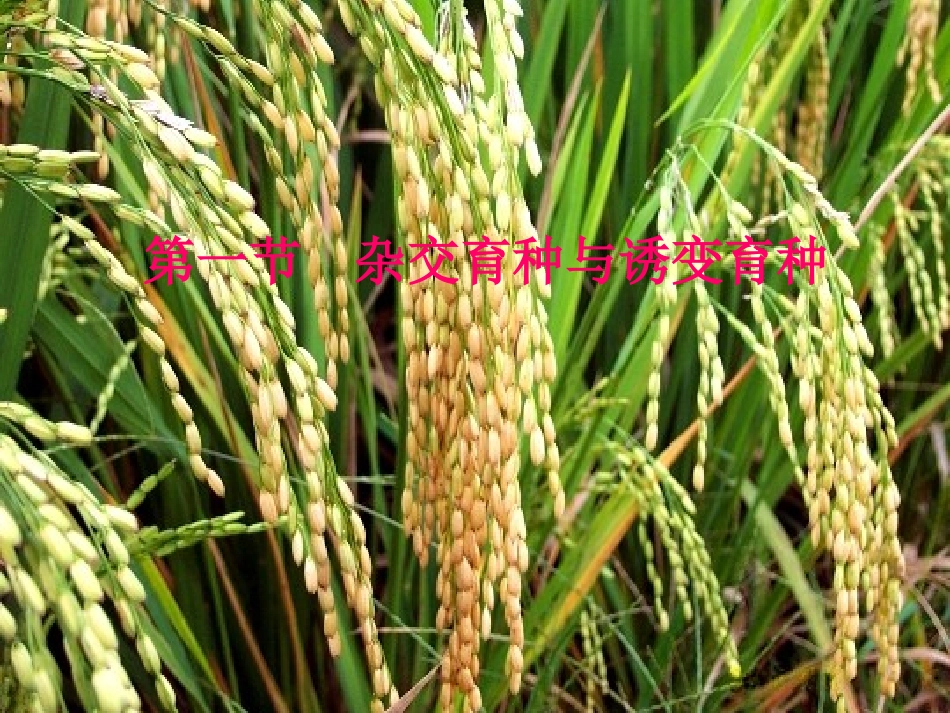 高一生物杂交和诱变育种_第2页