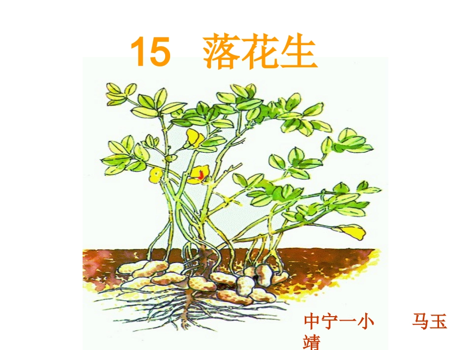 15落花生(马玉静)_第1页